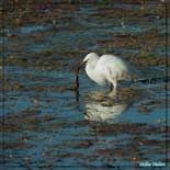 Aigrette garzette